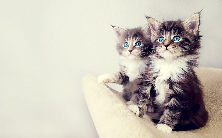 Cute Kittens, cute animals, HD wallpaper
