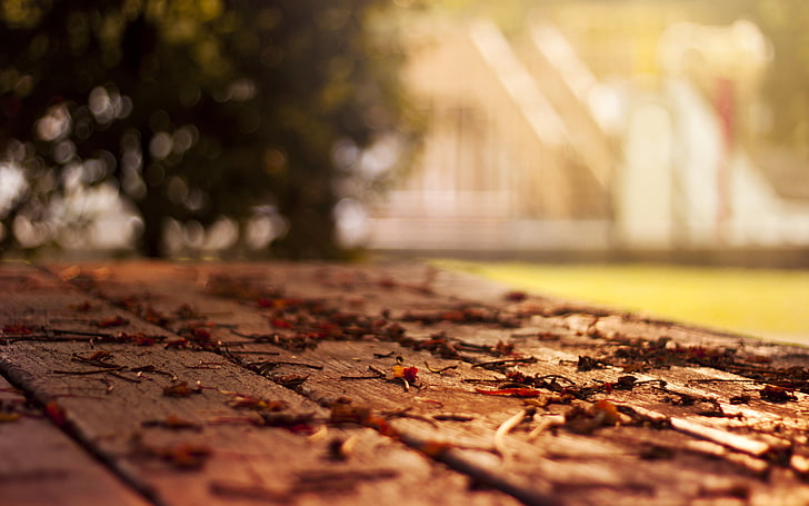 brown dried leaves, tree, foliage, leaf, home, focus, blur, floor, HD wallpaper