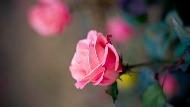 Pink rose flower macro photography, bokeh, HD wallpaper