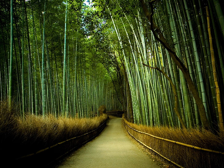 bamboo trees, road, nature, forest, plant, direction, the way forward