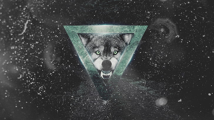 gray wolf wallpaper, looking at camera, one animal, animal themes