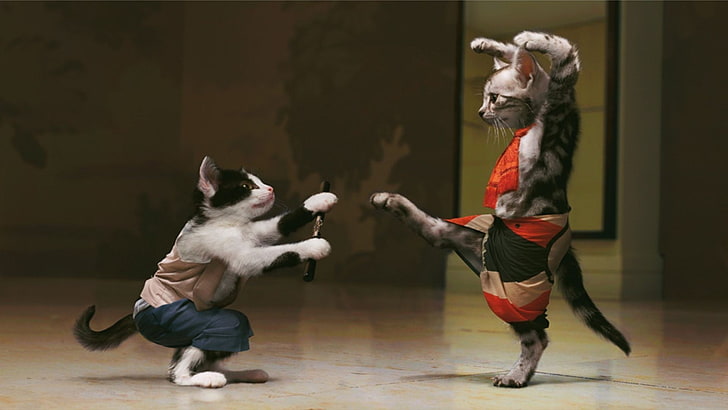two tuxedo and silver tabby cats, kung fu, ninjas, photo manipulation