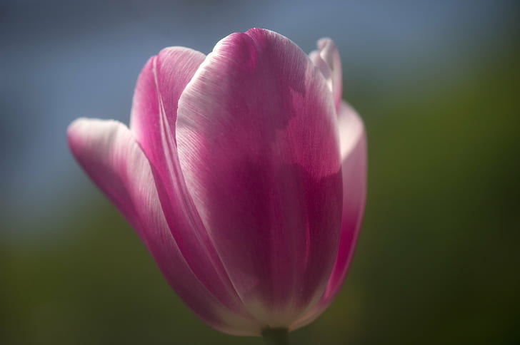 pink tulips, tulip, Nikon, D3s, nature, plant, flower, springtime, HD wallpaper