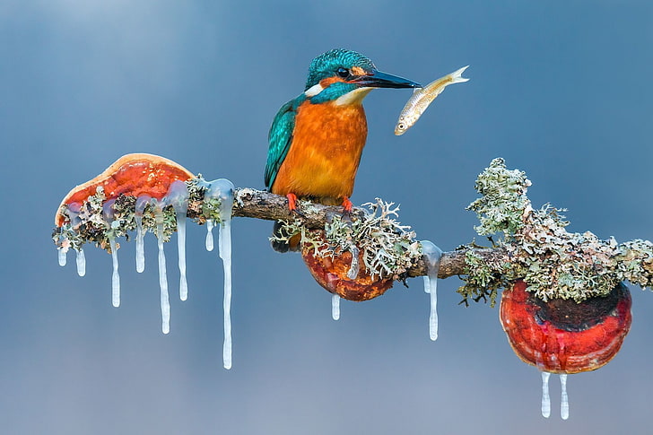 nature, animals, birds, branch, icicle, winter, fish, ice, Petar Sabol, HD wallpaper