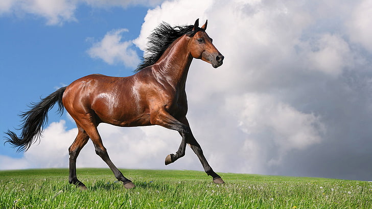 horse, thoroughbred, animal, stallion, horses, farm, equine, HD wallpaper