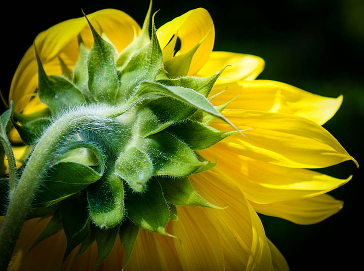 photo of yellow petaled flower, sunflower, sunflower, nature, HD wallpaper