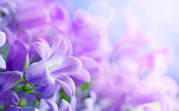 Purple Flowers Desktop Wallpaper Hd 5200×3250