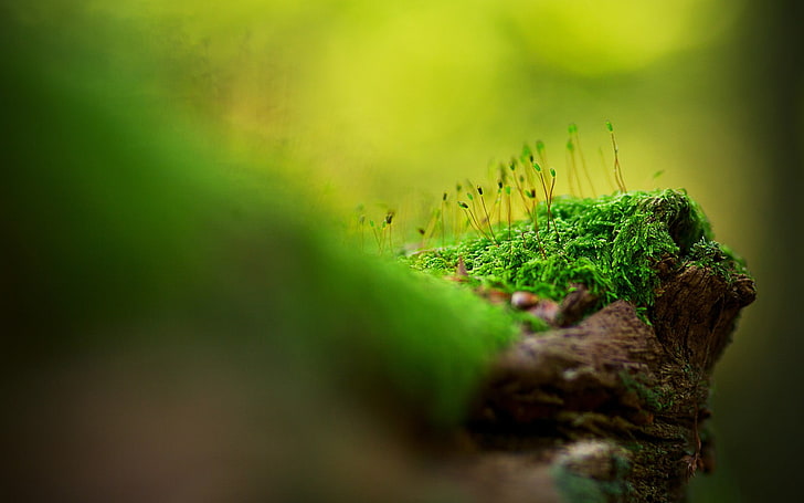 leafed plant, macro, green color, selective focus, moss, tree, HD wallpaper