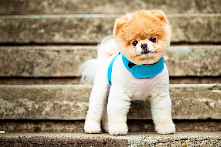 tan boo Pomeranian, dog, breed, face, eyes, ears, collar, stairs