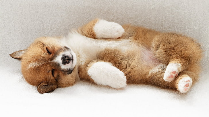 fawn Pembroke Welsh corgi puppy, dog, down, playful, pets, animal, HD wallpaper