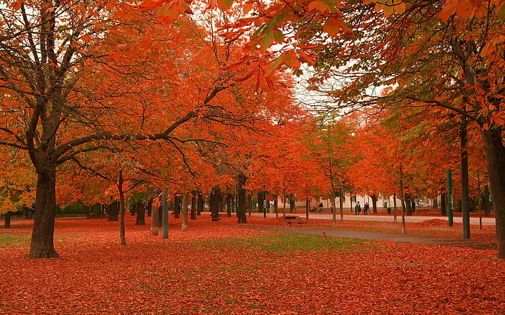 Beautiful Autumn Trees, Nature, Scenery, beautiful nature wallpapers, HD wallpaper