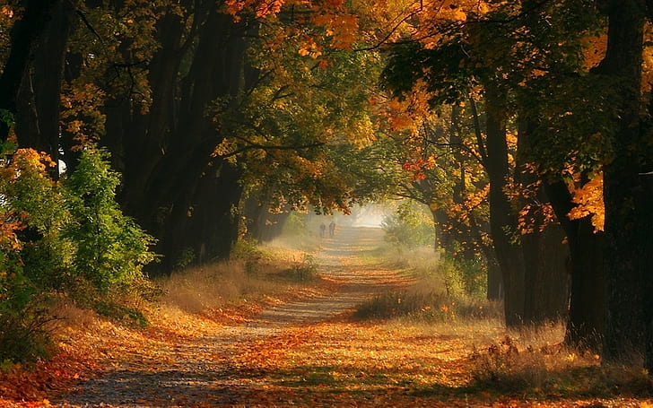 Nature, Landscape, Mist, Fall, Sunrise, Trees, Leaves, Road, Shrubs, HD wallpaper