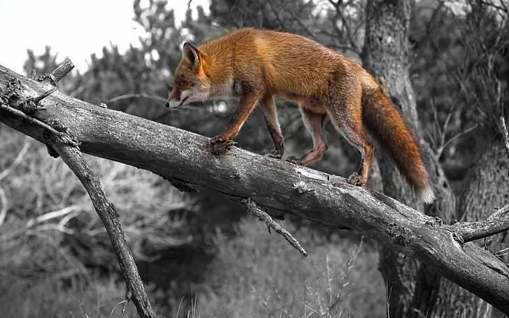 red fox, animals, selective coloring, branch, wildlife, dead trees, HD wallpaper