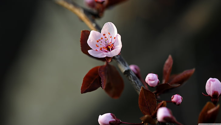 pink petaled flower, close up photo of pink cherry blossom, nature
