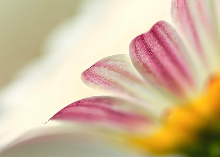 selective focus photography of pink and white petaled flowers, daisy, daisy, HD wallpaper