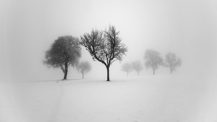 when silence quides your minds, tree, plant, cold temperature, HD wallpaper