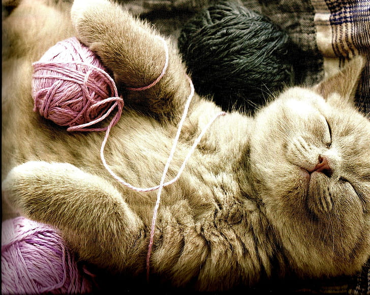 I Am Sleeping, beige kitten, feline, napping, yarn, animals, HD wallpaper