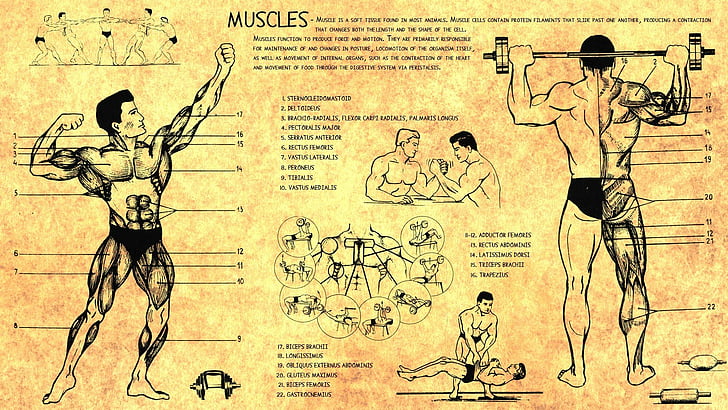 anatomy, body, bodybuilding, human, muscles, scheme, training, HD wallpaper