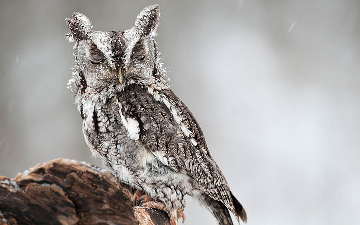 grey owl, bird, predator, look, dream, animal, nature, wildlife, HD wallpaper