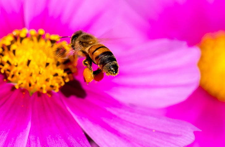 Hard-working Bee, Animals, Insects, Nature, Flower, Yellow, Pink