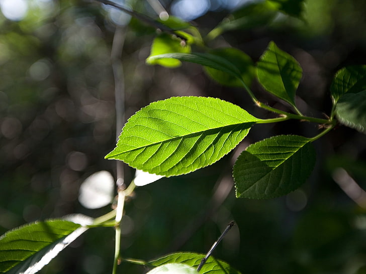 green leafed plant, leaves, branch, plants, macro, plant part