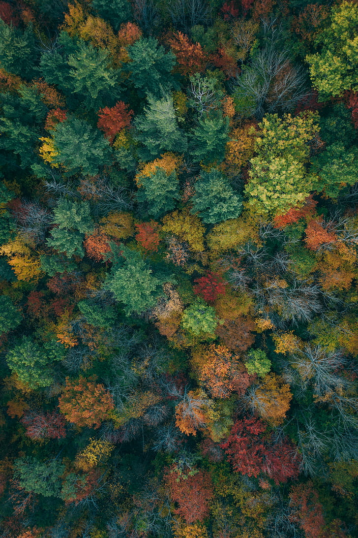 trees, aerial view, autumn, autumn colors, forest, colorful