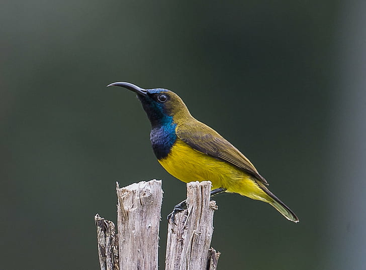 yellow and green long-beak bird perched on tree twig, olive-backed sunbird, olive-backed sunbird