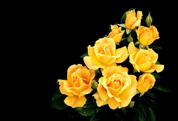 Roses For Monica(octoberapril69), yellow, yellow rose, flower, HD wallpaper