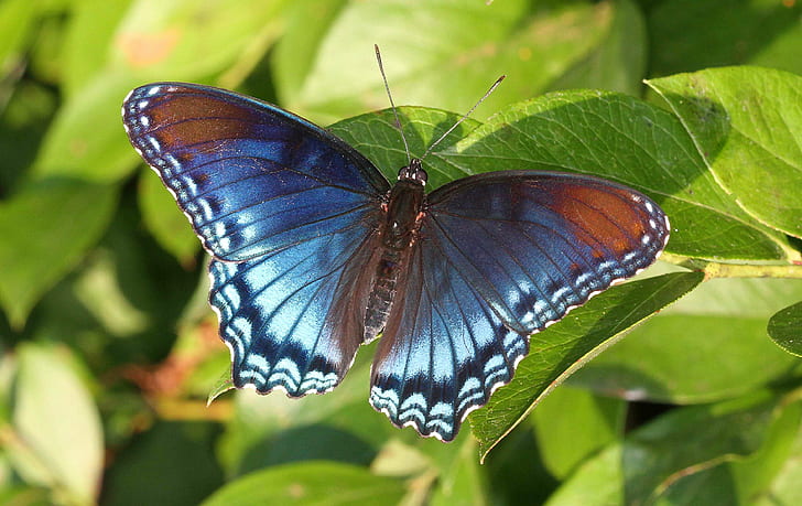 blue and brown butterfly on green leaf, spotted, spotted, Red Spotted Purple