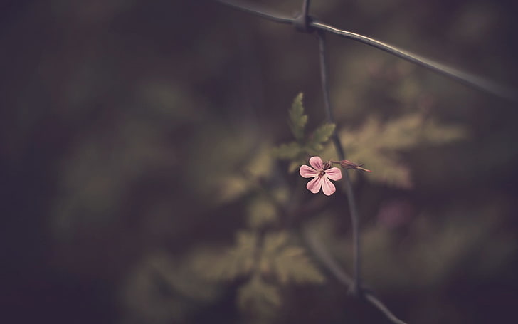 pink Malva flower, pink petaled flower in closeup photography, HD wallpaper