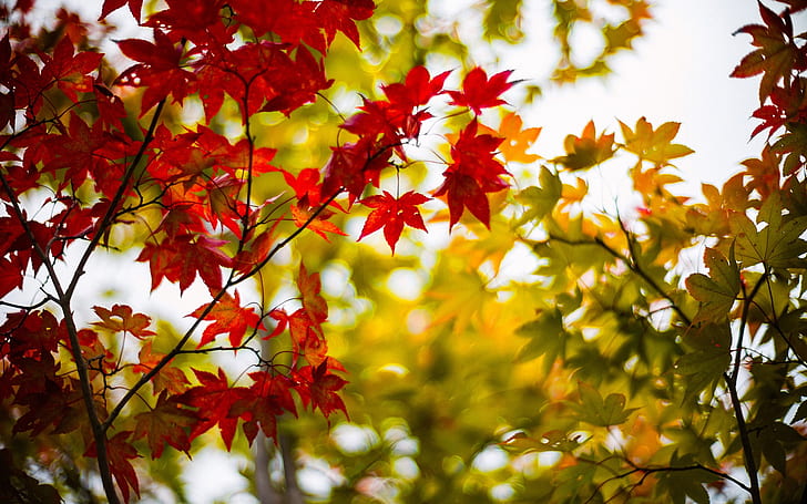 Autumn maple leaves, yellow, red, branches, blur, red and green leaves