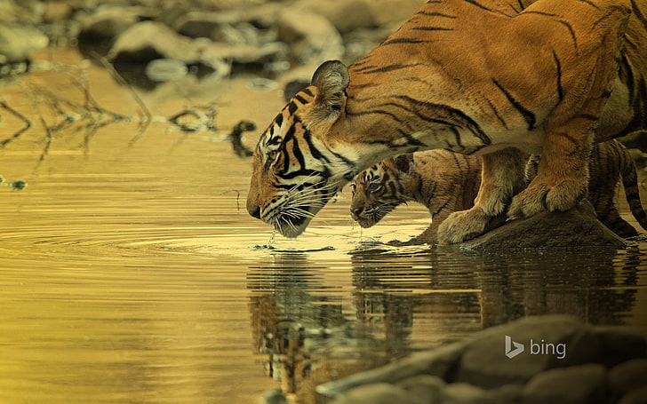 tiger, big cats, baby animals, water, Bing, animal themes, animal wildlife, HD wallpaper