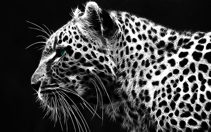 Black White Leopard, beauty, animals, HD wallpaper