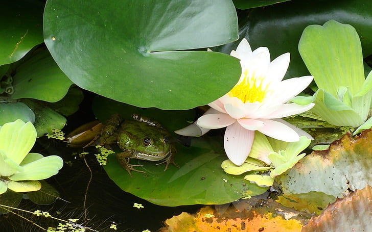 flowers frogs water lilies amphibians 1680x1050  Animals Frogs HD Art