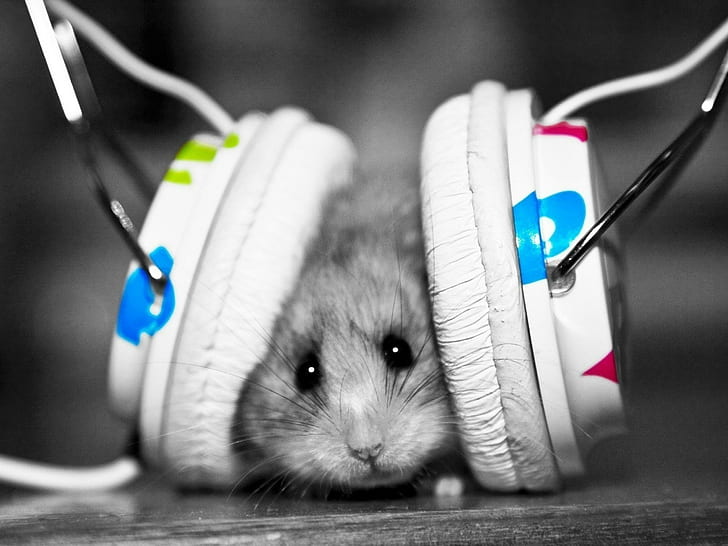 hamster, animals, headphones