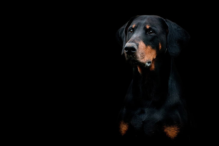 Dogs, Doberman Pinscher, Muzzle, canine, one animal, domestic, HD wallpaper