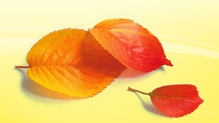 Silent Autumn, firefox persona, yellow, sunny, fall, leaves, bright, HD wallpaper