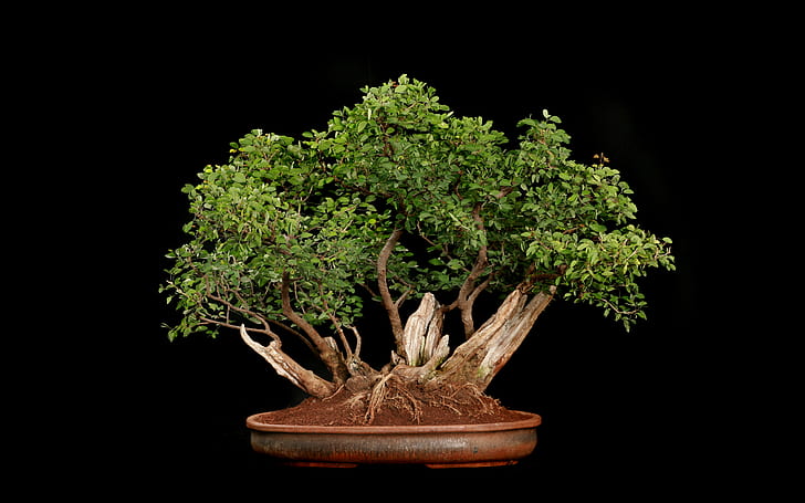 Tree Bonsai Tree Black HD, green leaf bonsai tree, nature, HD wallpaper