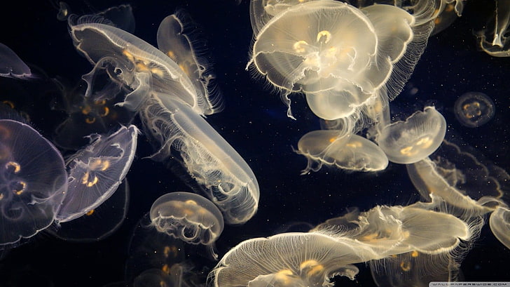 jellyfish lot, water, sea, Medusa, underwater, animals in the wild, HD wallpaper