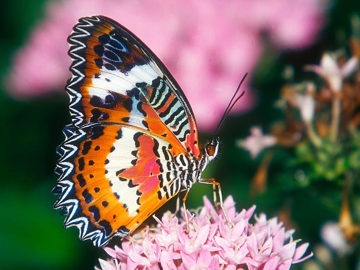 red lacewing butterfly bug insect leaf HD, animals, HD wallpaper