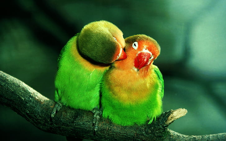 HD wallpaper: Parrots in Love, animals | Wallpaper Flare