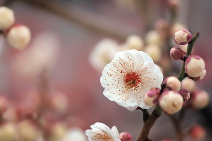 macro photography of white Cherry Blossom flower, to use, texture