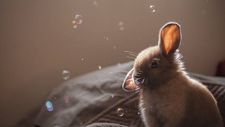 black and brown short-coated cat, rabbits, bubbles, animals, animal themes, HD wallpaper