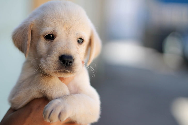 short-coated beige puppy, face, background, animal, widescreen