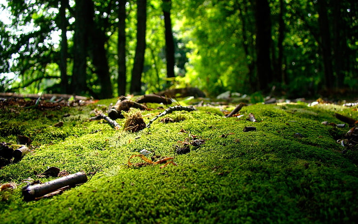green grass, moss, nature, forest, landscape, plant, green color, HD wallpaper