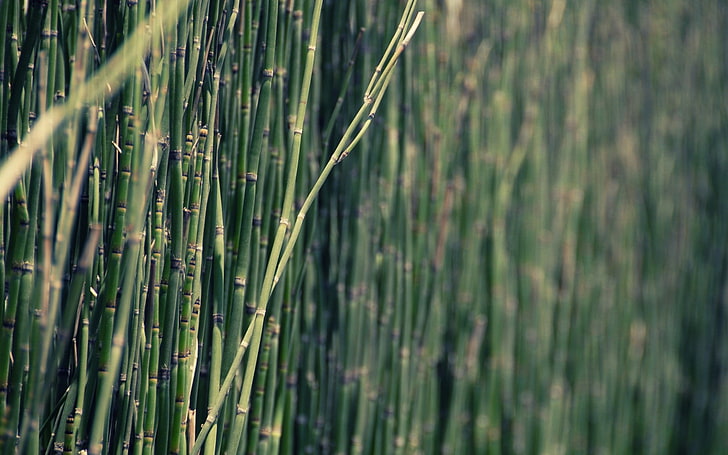 nature, bamboo, plants, green color, growth, no people, beauty in nature, HD wallpaper