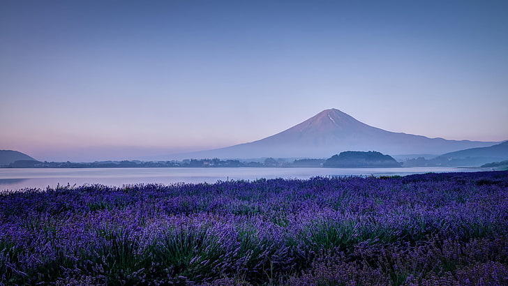 lavender field near body of water, flowers, nature, lake, mountain