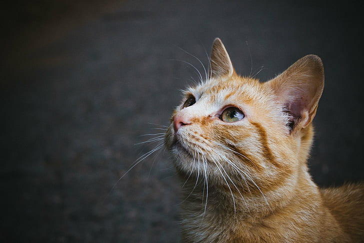 selective focus photography of orange tabby cat, meow, cat  cat, HD wallpaper