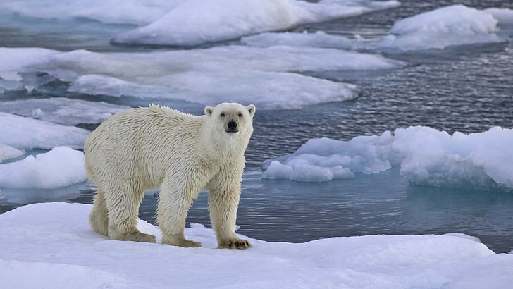 polar bear, arctic ocean, polar ice cap, wildlife, tundra, freezing, HD wallpaper