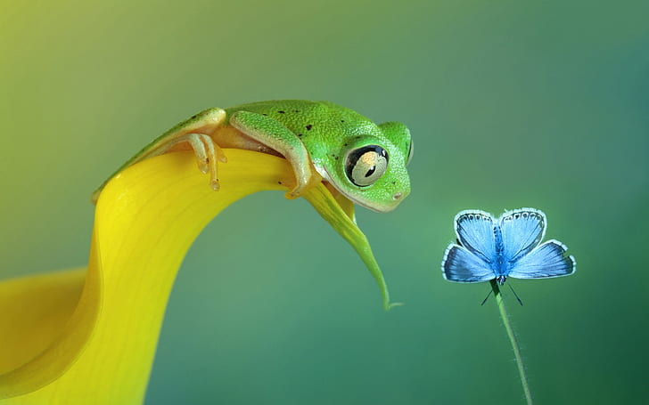 Frog Butterfly HD, tree frog and common blue butterfly, animals